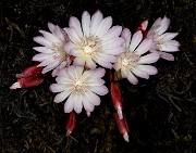 Lewisia rediviva - Bitterroot19-2596